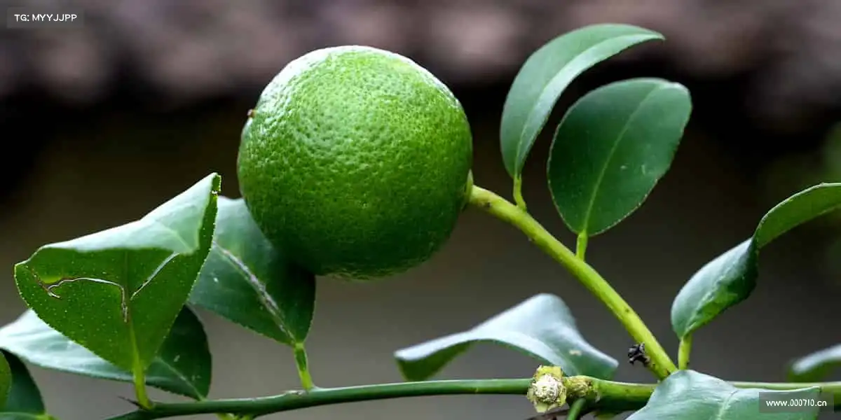 J9九游会官方网站——🏆用汗水浇灌梦想,用热爱点燃赛场!